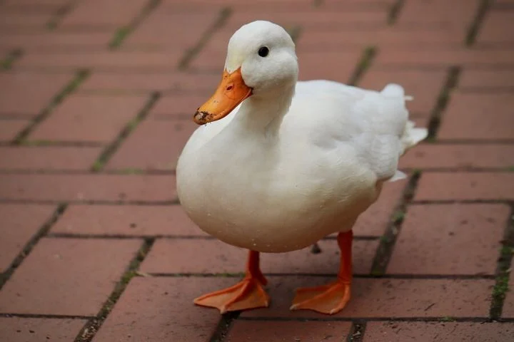  ְ ü  ý